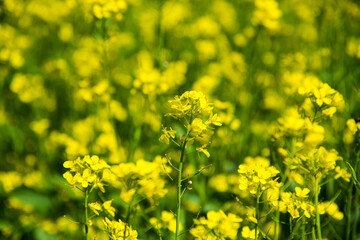 Fototapeta premium Mustard flower field yellow colors a lovely summer day