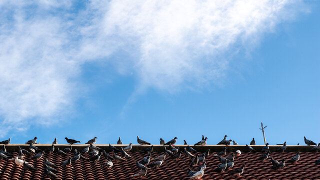Dozens of Pigeons Standing Sunbathing