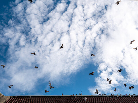 Dozens of Pigeons Flying from The Temple Red Roof