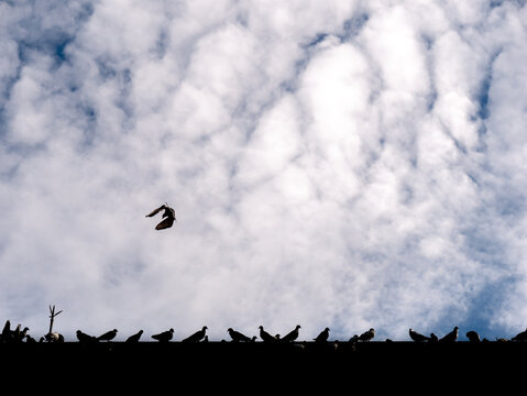 Pigeon Flying Difficult Posture over The Dozen of Pigeons