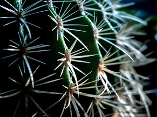Fototapeta premium Thorns of The Cactus Surround The Tree