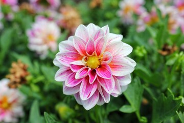 pink and white dahlia growing in the meadow 