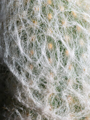 White Hairs of The Cactus Covers