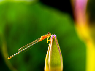 Orange Locust Perched of The Purple Bud Lotus