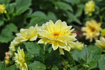 yellow flowers in the garden