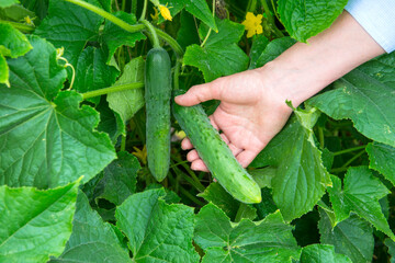 Summer cucumber harvest