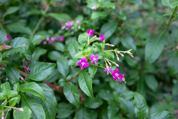 Fuchsia Trientje pink flowers and green leaves