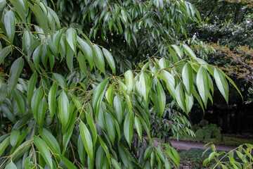 Cinnamon tree branch with glossy green leaves
