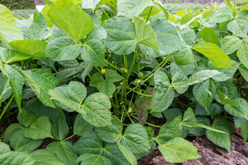 Vigna angularis or adzuki bean plant with yellow flowers