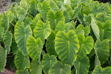 Taro or kalo or colocasia esculenta plantation