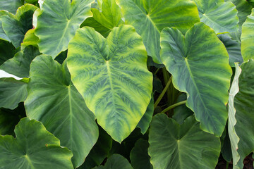 Colocasia esculenta or taro or kalo tropical edible plant leaves