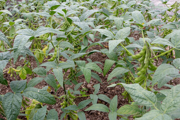 Soybean or soya bean or glycine max plants at the field.