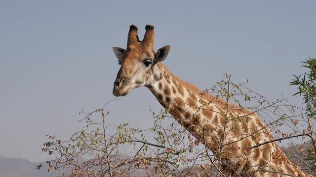 Detail: Giraffe carefully removes small leaves from high twigs atop bush with its flexible tongue