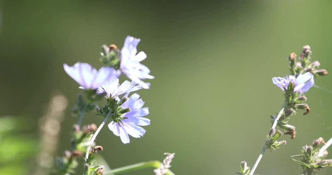 chicory flowers on a blurred green background sway in the wind
