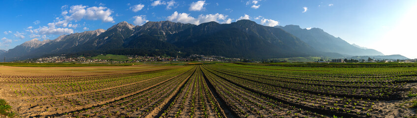 Fototapeta na wymiar agriculture in the alps