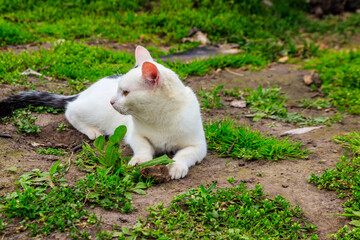 White cat caught a mouse in grass