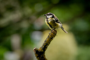 bird on a branch