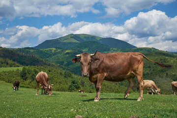 Fototapeta na wymiar Cows graze in a mountain pasture. The animal looks closely at the viewer. Behind you can see a high mountain and a cloudy sky