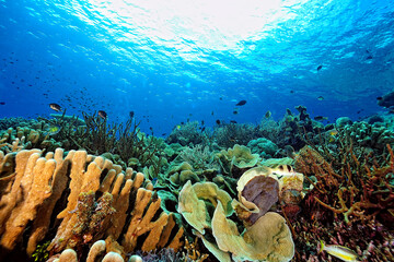 A picture of the coral reef