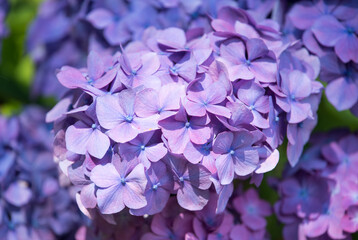 Large-leaved hydrangea flower. Lilac flowers and hydrangea leaves. Close-up.