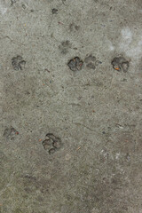Concrete. Texture. Cat footprints. Top view