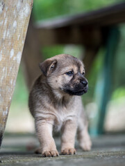 puppy male standing under the wooden table seeing something