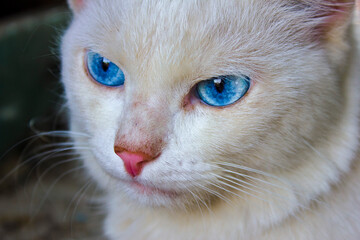 A large white cat with blue eyes.