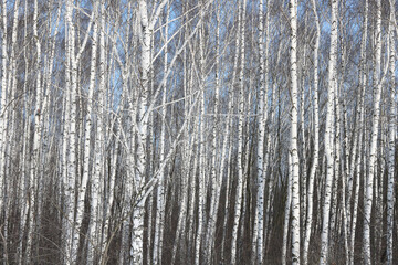 Young birches with black and white birch bark in winter in birch grove against background of other birches