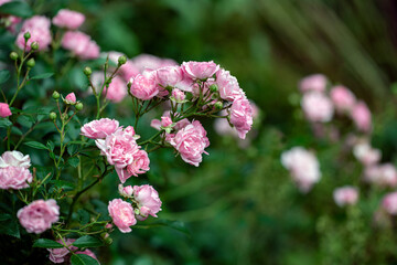 pink flowers in the garden, nacka,sverige,sweden,stockholm