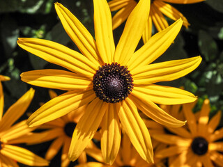 gelber Sonnenhut in voller Blüte