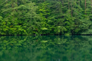Fototapeta na wymiar 夏の緑を移す美しい五色沼の水面