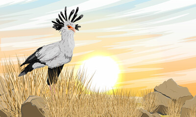 The secretary bird Sagittarius serpentarius stands in a dry African savanna with tall grass and stones. Wild birds of Africa. Realistic vector landscape