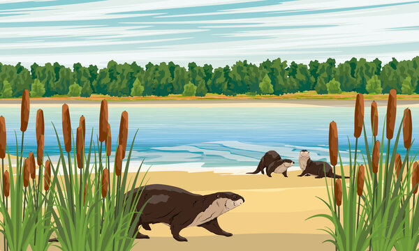 A group of river otters on the coast of a lake or river. Eurasian otter Lutra lutra, The Eurasian river otter. Realistic vector landscape