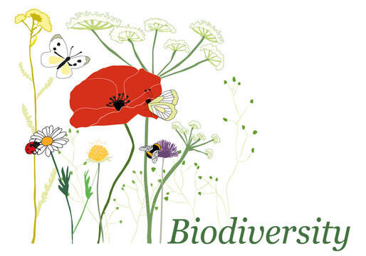 Graphic illustration showing biodiversity