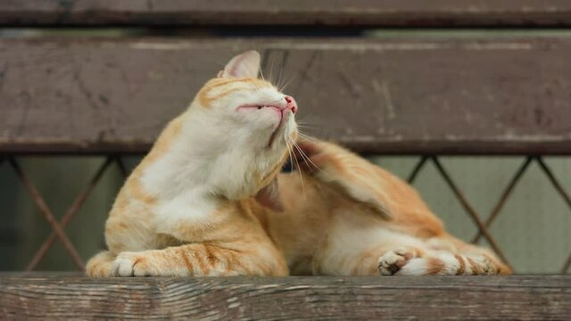 Pet infections and fleas. A homeless skinny red cat lies on a street bench and scrathing ear with paw. Real time. The concept of care homeless animals.