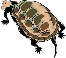 浮世絵　かめ　その6