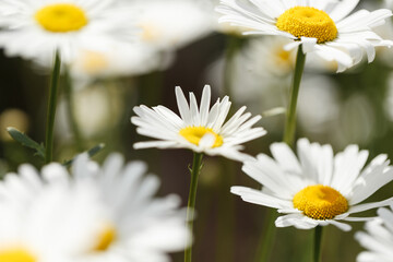 Obraz premium Close-up of daisy flowers in the gentle rays of the warm sun in the garden. Summer, spring concepts. Beautiful nature background. Macro view of abstract nature texture. Template for design. Soft focus