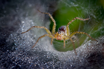 Amazing grass spider isolated on its full of dew spiderweb
