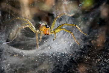Amazing grass spider isolated on its full of dew spiderweb