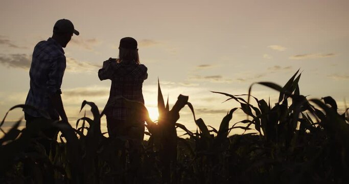 Two farmers work in a field of corn, take pictures with a smartphone