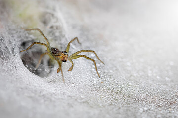 Amazing grass spider isolated on its full of dew spiderweb