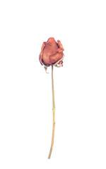 withering red roses isolated on white background