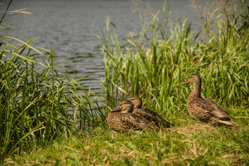 Mallard ducks on the shore of a lake among the thickets.
