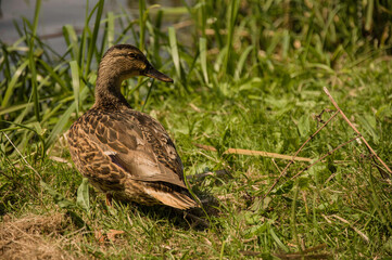 Mallard duck on the shore of a lake among the thickets.