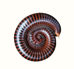 Diplopoda isolated on white background.