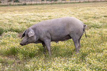 Iberian pigs eat grass in the field