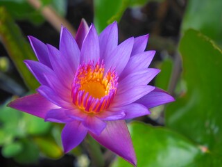 photo of lotus flowers in the pond