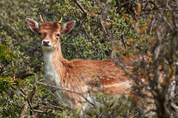 portrait of a Young deer in the dunes of the Amsterdam water supply Area Hert in de Amsterdamse...