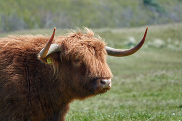 Highland cattle are a Scottish breed of cattle with long horns and long wavy coats which are colored black, brindled, red, yellow or dun.Portrait of a Highland Cow. Wildlife in the countryside, funny 