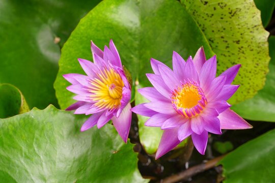 photo of lotus flowers in the pond